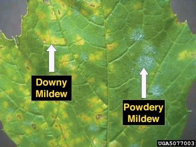 Downy_and_Powdery_mildew_on_grape_leaf.JPG