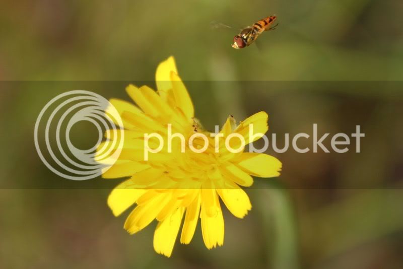 hoverfly1.jpg