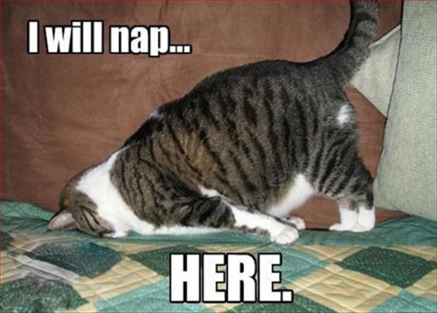 funny-cat-nap3.jpg