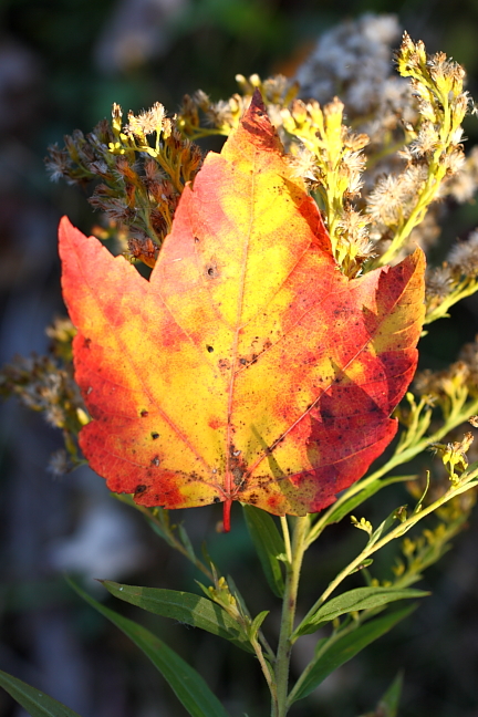 fallcolor1010u.JPG