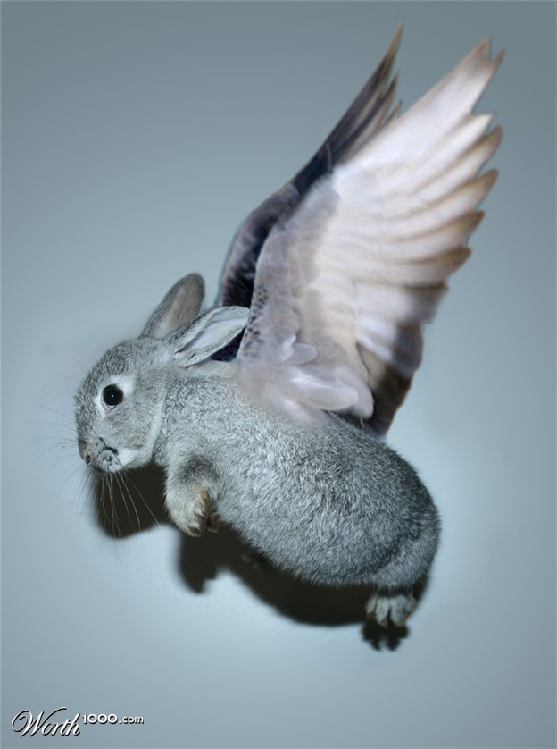 flying+rabbit.jpg
