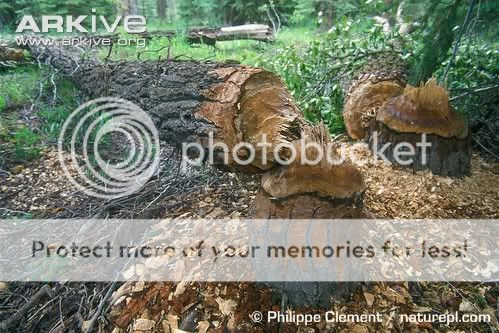Trees-felled-by-American-beavers.jpg