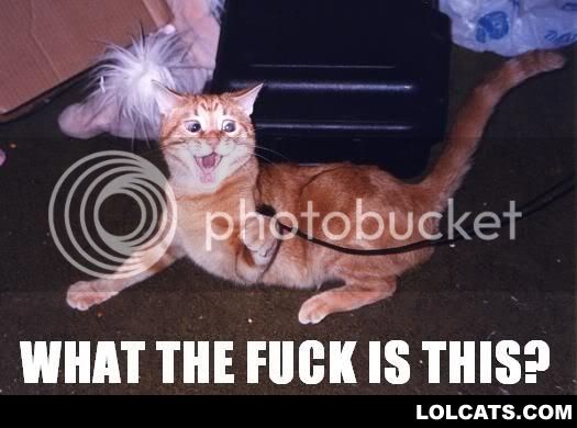 LOLCATZ6.jpg