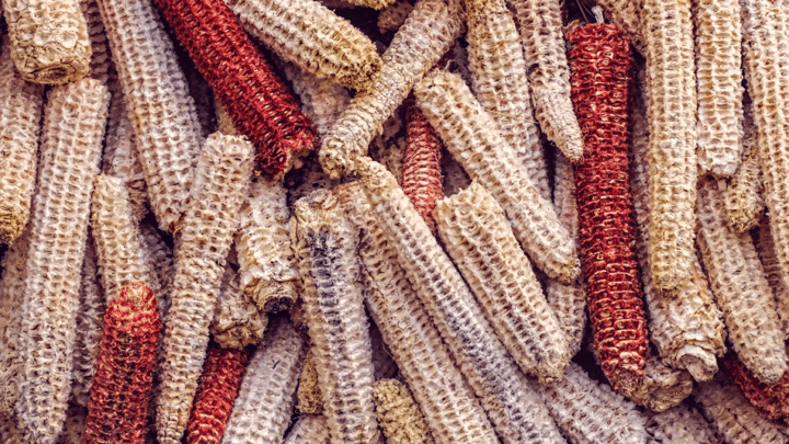 bare-corn-cobs-use-720x405.png