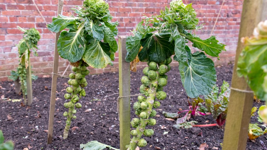 brussels-sprouts-web.jpg