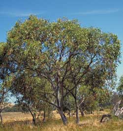 eucalyputs-pauciflora-wp-250.jpg