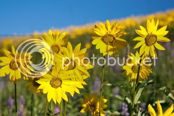 124_sunflowers.jpg