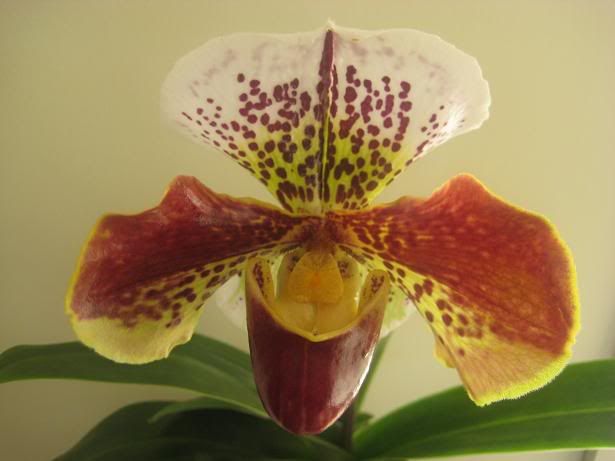 orchid012.jpg