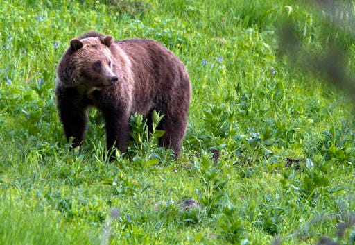 ap-grizzly-hunts-loom-as-us-seeks-to-end-protections.jpg