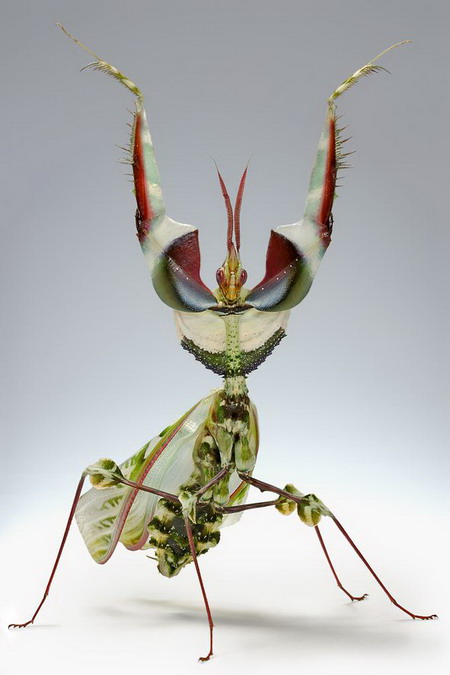 idolomantis_diabolica_resize.jpg