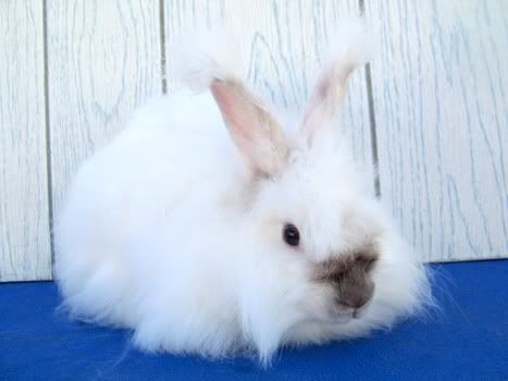 whiteangora.jpg