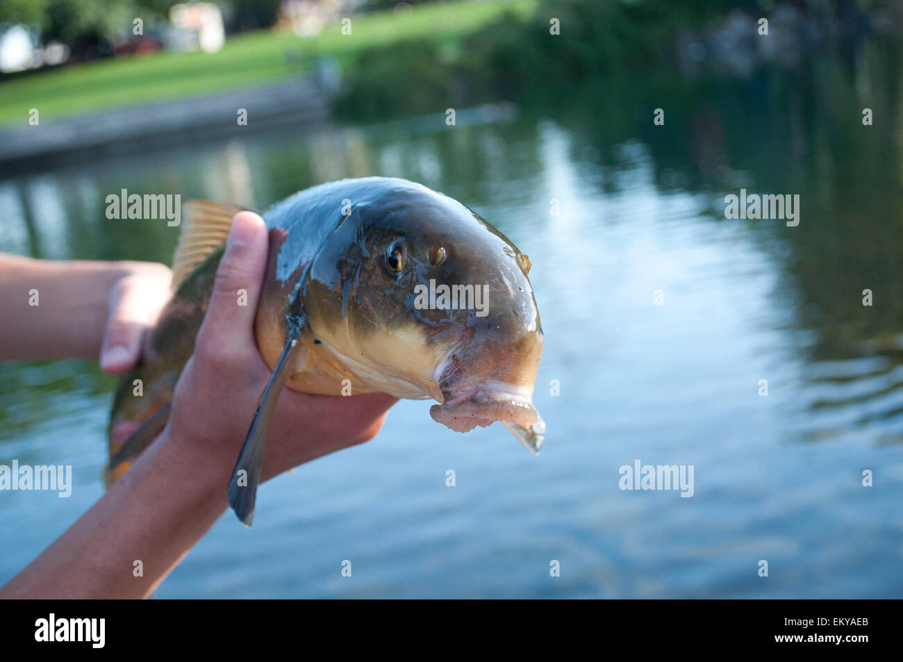 fish-photographed-at-the-riverfront-park-in-spokane-spokane-county-EKYAEB.jpg