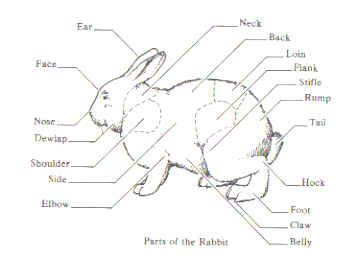parts_rabbit.jpg