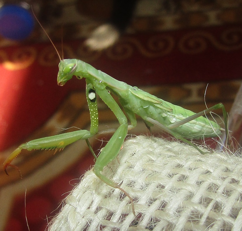 subadult_female_mantis_religiosa__by_alexandersmantids-d95aa3r.jpg