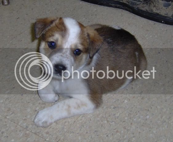 puppy-Brie-9-26-07-reallycute.jpg