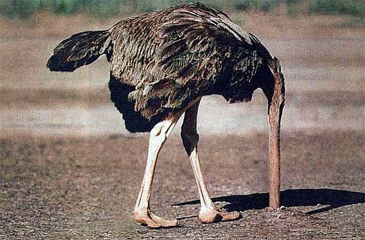 ostrich_head_in_ground_full.jpg