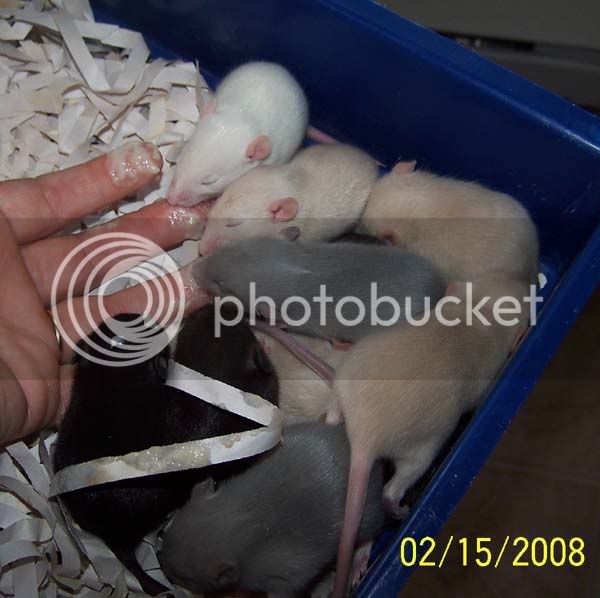 rats061.jpg