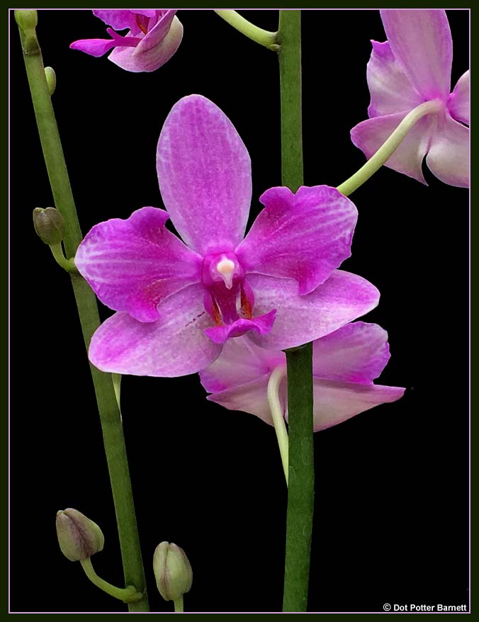 Phal_MauiGalaxy-Bill-flower.jpg