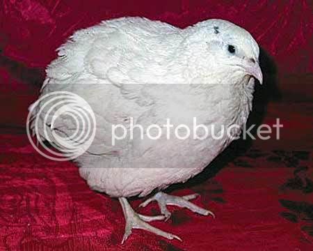 Button20Quail.jpg