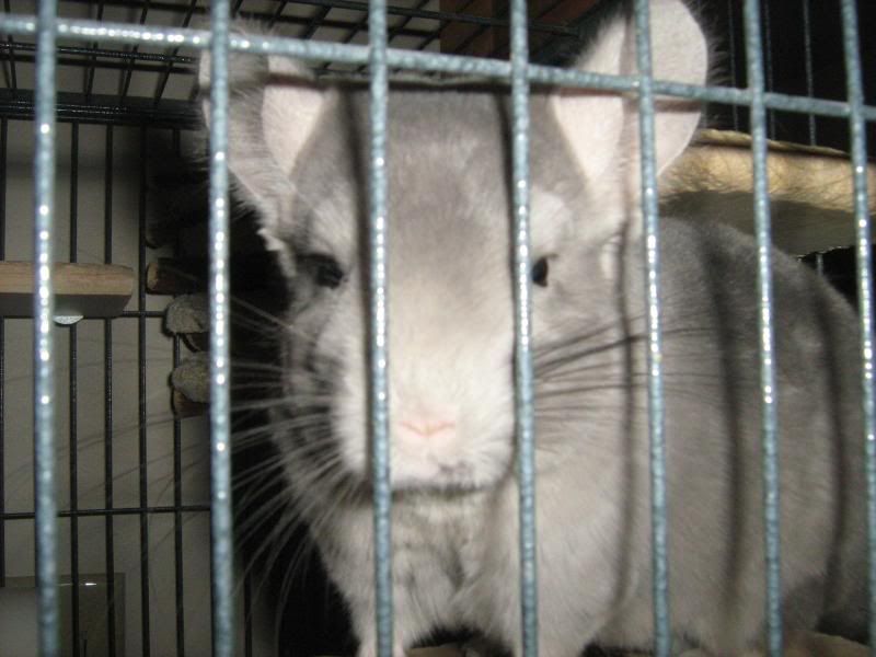 petsfeb2011022.jpg