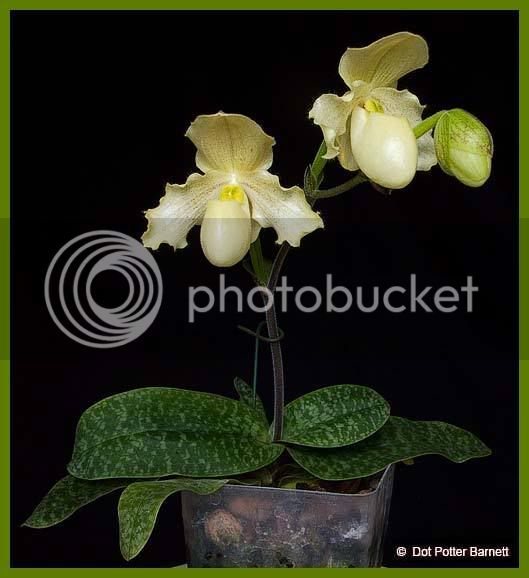 Paph_primulinumxDrJack-plant.jpg