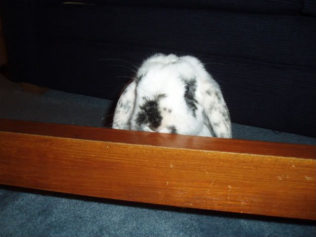 Bunniesandkitties027.jpg