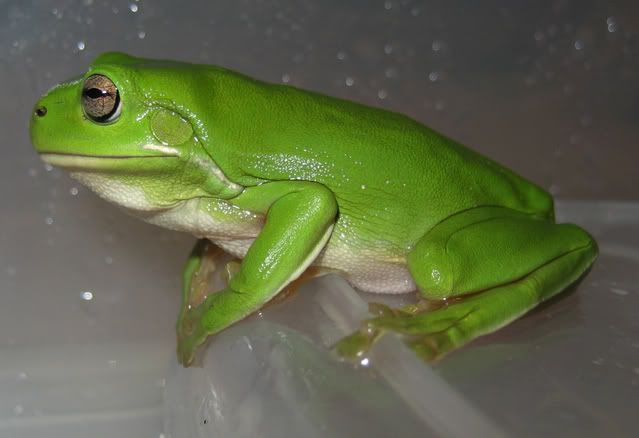 Froggy11.jpg
