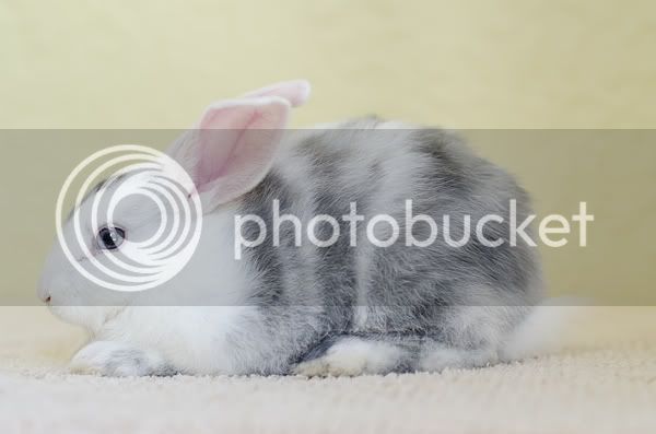 bunny03.jpg