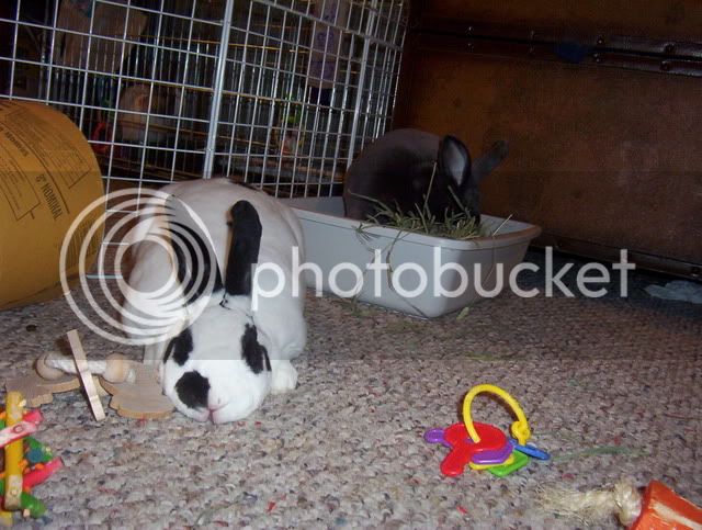 Bunnies097.jpg