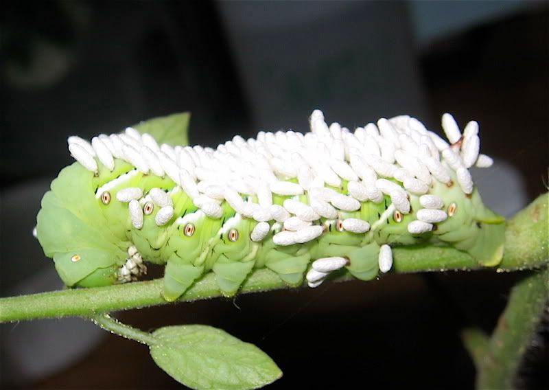 HornWorm.jpg