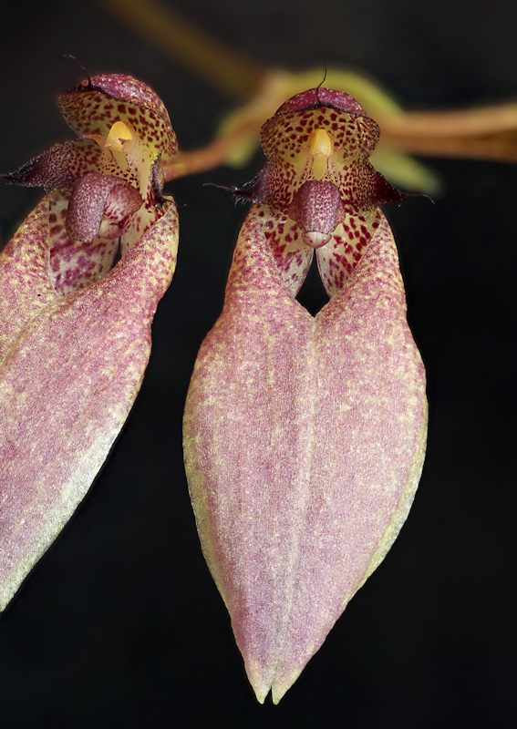 Bulbophyllum dentiferum 04.jpg
