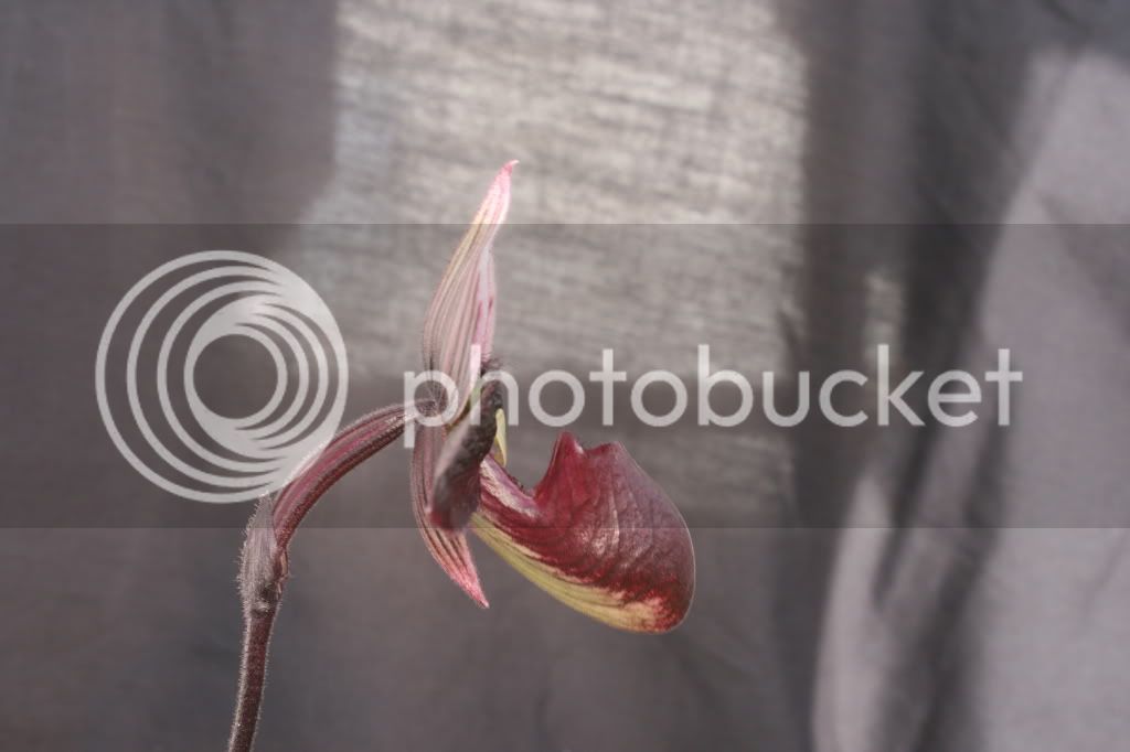 orchid027.jpg