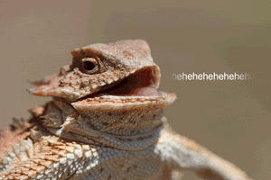 lizard laughing GIF