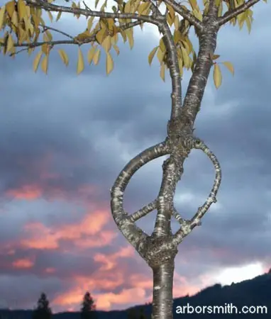 peace_sign_tree_at_sunset.jpg