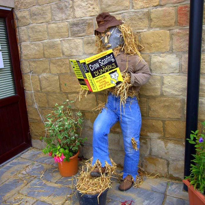 scarecrow-with-book.jpg