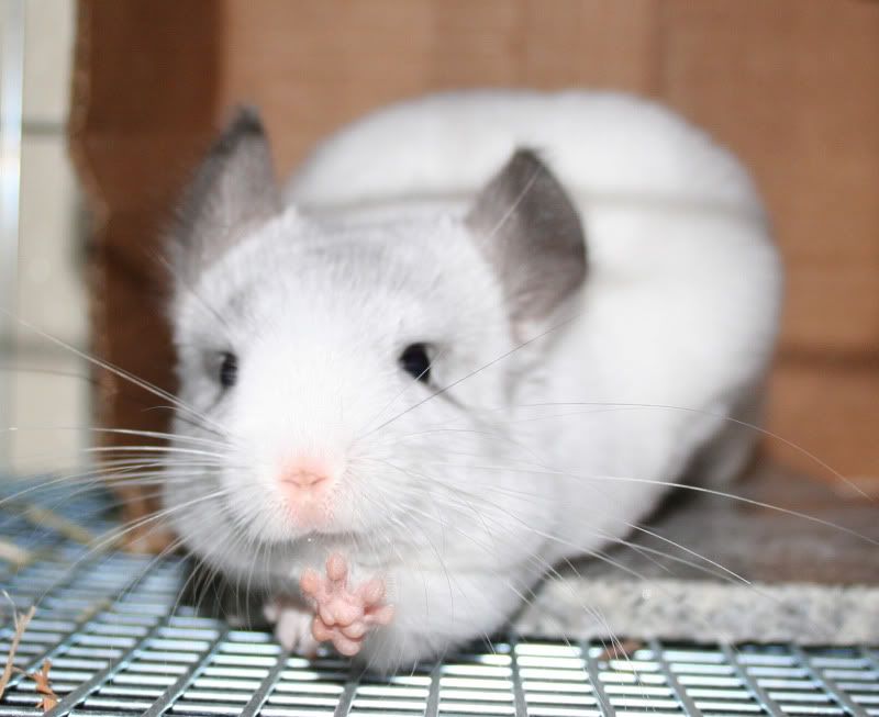 chinchilla_paws_by_EnigmaticReactions.jpg