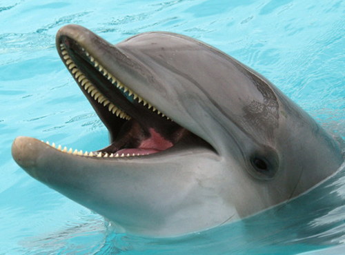 dolphin_adopt_web.jpg