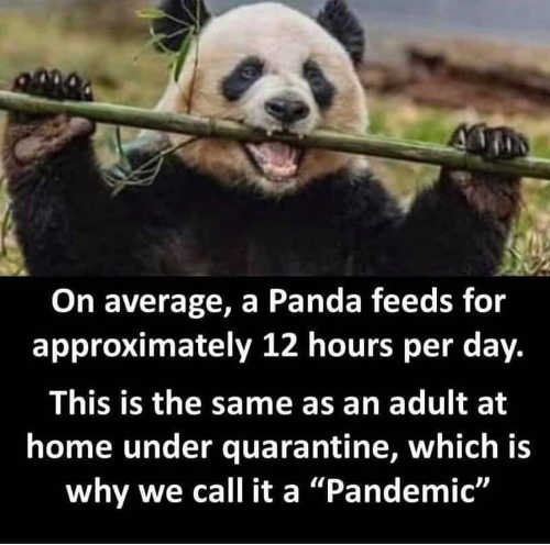 on-average-panda-feeds-12-hours-per-day-same-adult-quarantine-pandemic.jpg
