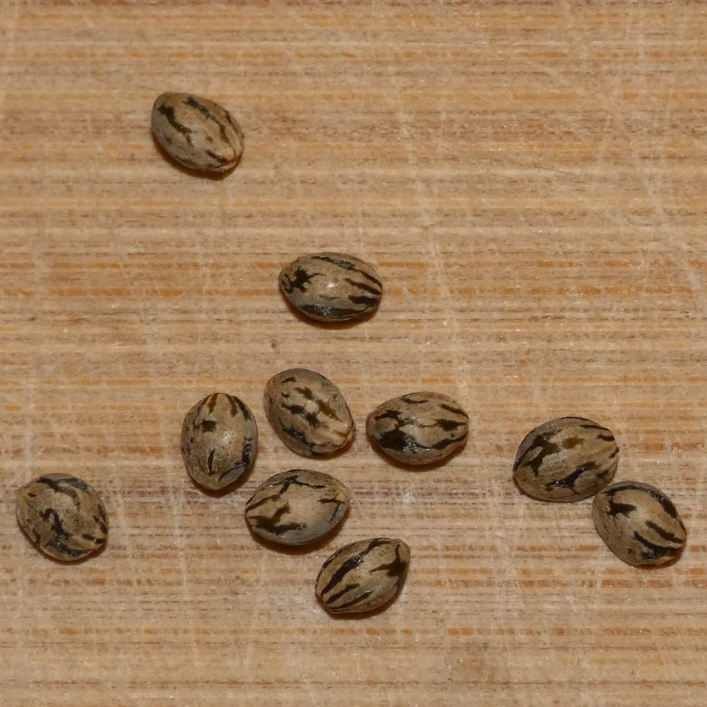 Rasol-Highland-Seeds-square-1024x1024.jpg
