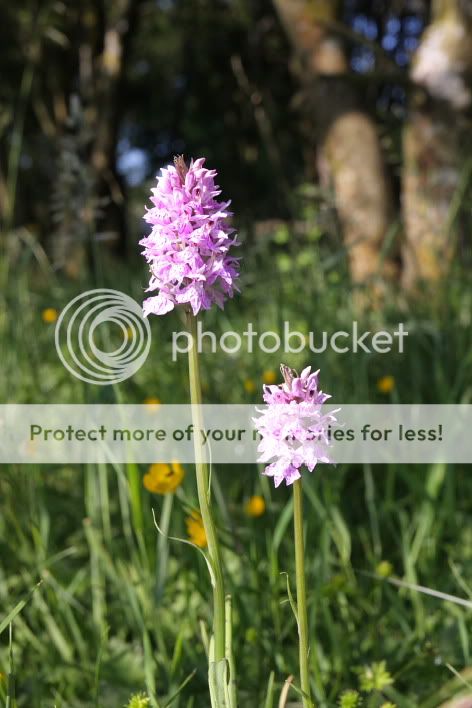 Dactylorhiza.jpg