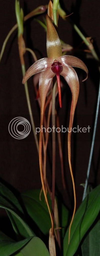 Bulbechinolabiumflower2.jpg