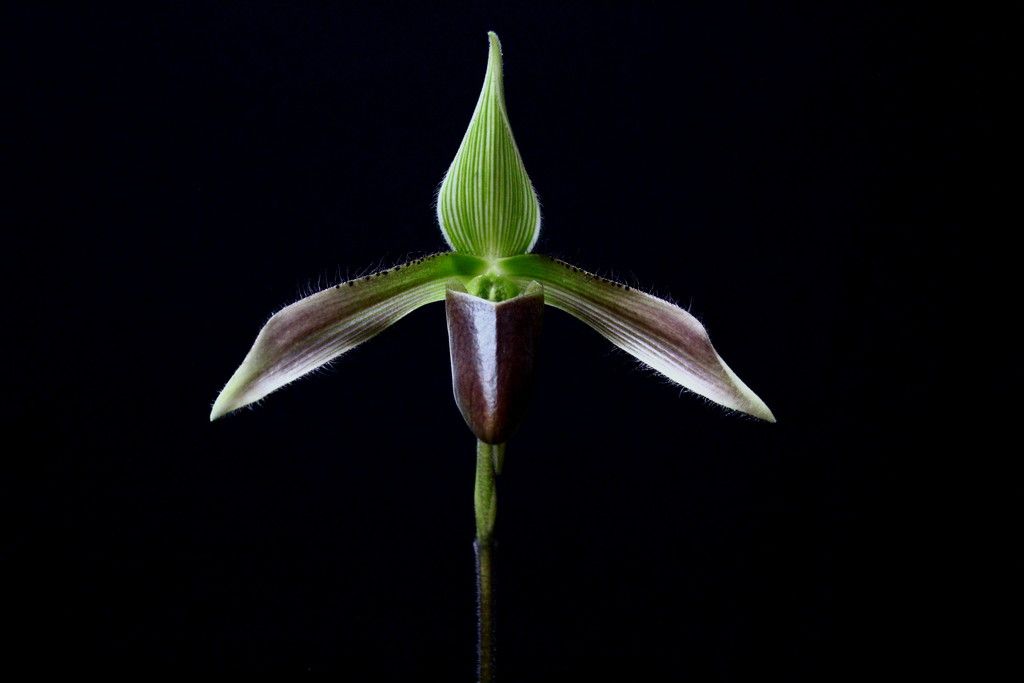 Paph%20dayanum3_zpsjudzofwj.jpg