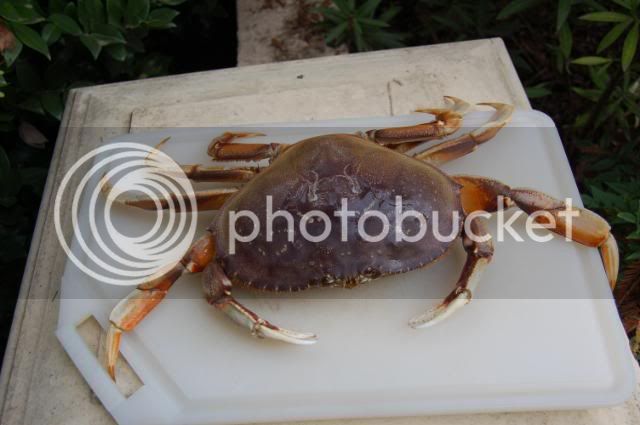 BodegaBayCrab112208024.jpg