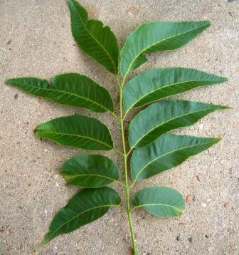 pecan-leaf-2.jpg