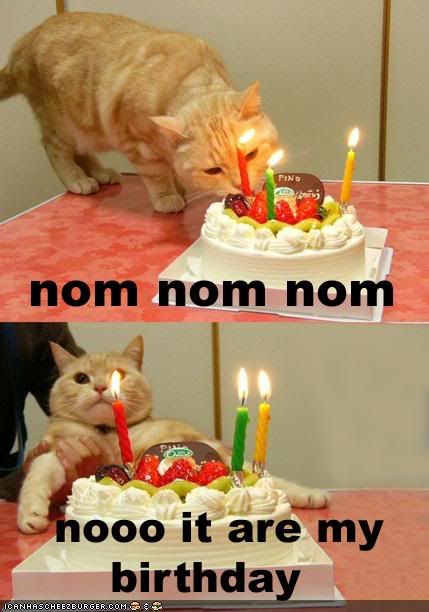 funny-pictures-cat-wants-his-birthd.jpg