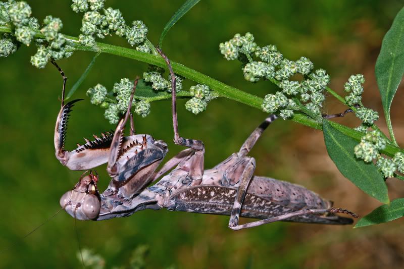 Pmedioconstrictalll.jpg