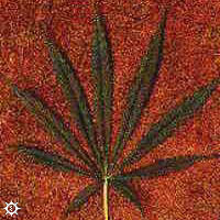 cannabis_sativa_oaxacan.jpg