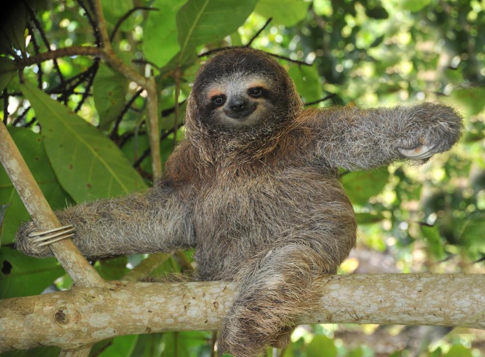 sloth-in-tree-showing-claws.jpg