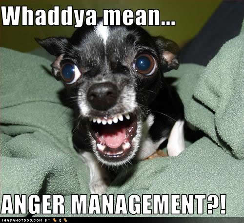 funny-dog-pictures-anger-management.jpg