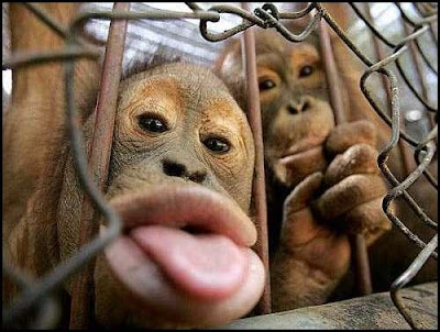 monkey%2Bsticking%2Btongue%2Bout.jpg